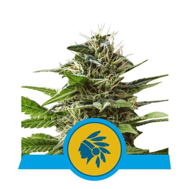 Royal Queen Seeds Tatanka Pure CBD