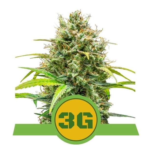 Royal Queen Seeds Triple G USA Premium Auto