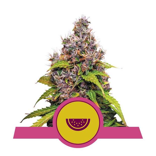 Royal Queen Seeds Watermelon USA Premium