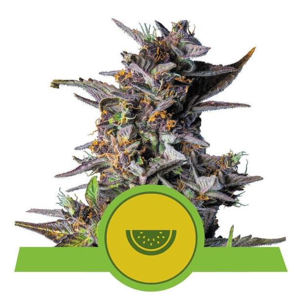 Royal Queen Seeds Watermelon USA Premium Auto