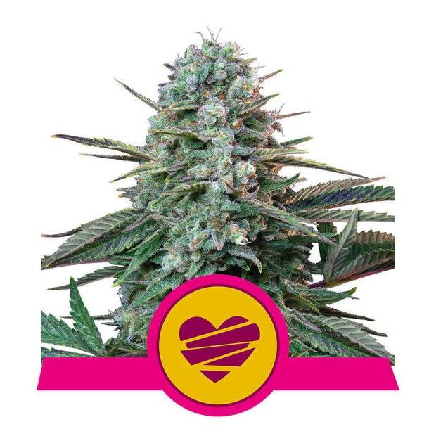 Royal Queen Seeds Wedding Crasher USA Premium