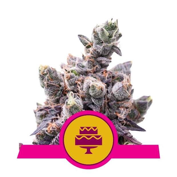 Royal Queen Seeds Wedding Gelato USA Premium