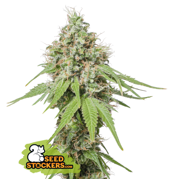 Seedstockers AK 420