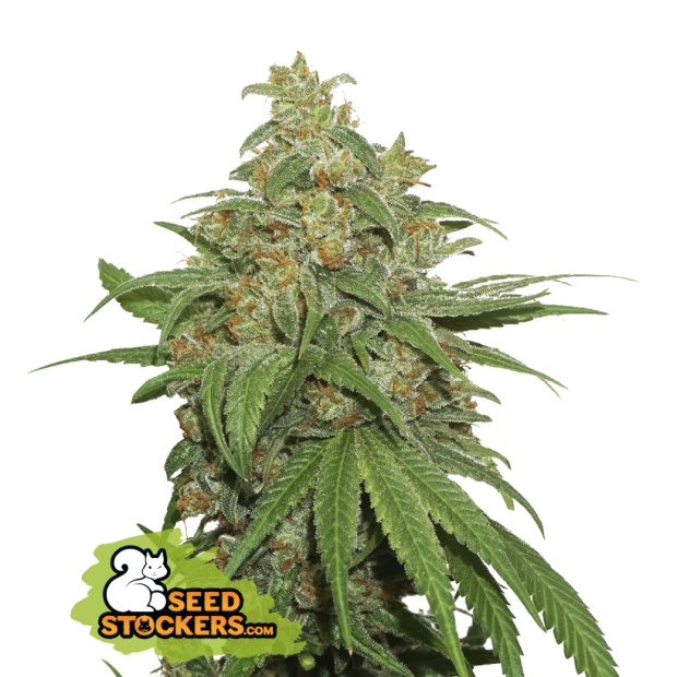 Seedstockers AK 420 Auto