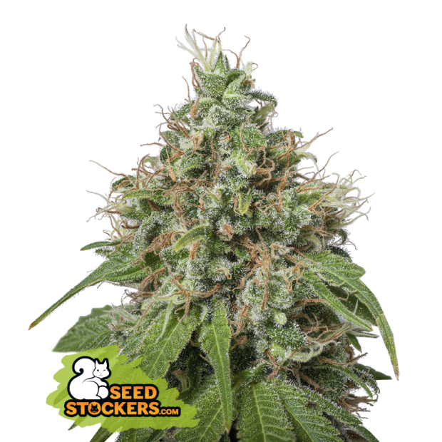 Seedstockers Amnesia