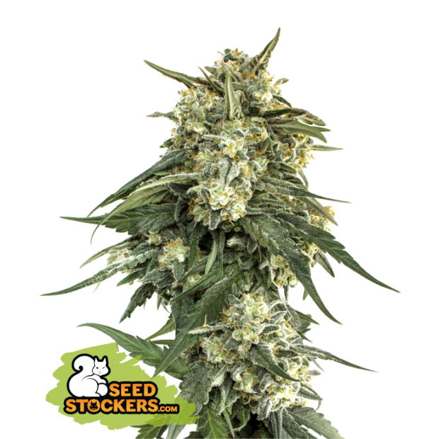 Seedstockers Bcn Critical XXL Fast