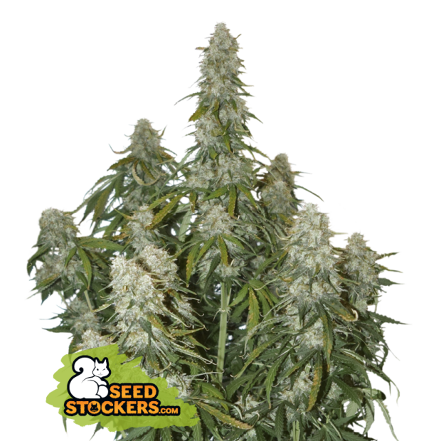 Seedstockers Big Bud Auto