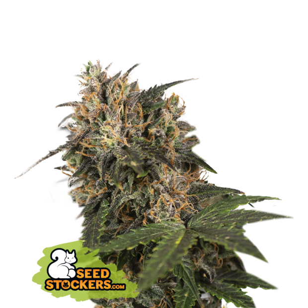 Seedstockers Blackberry Gum