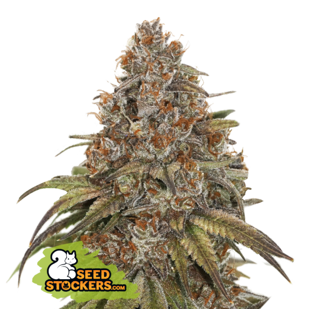 Seedstockers Blackberry Gum Auto