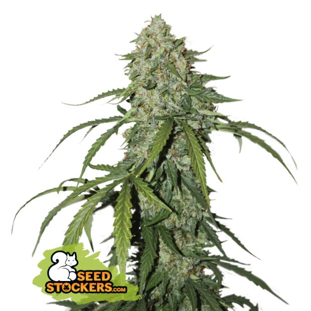 Seedstockers CBD 1:1 Silver Lime Haze Auto