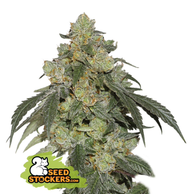 Seedstockers Cookies Fast