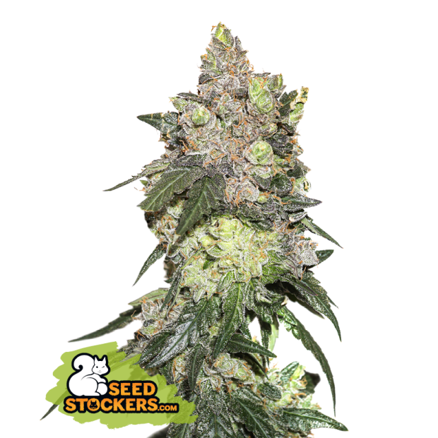 Seedstockers Girl Scout Cookies