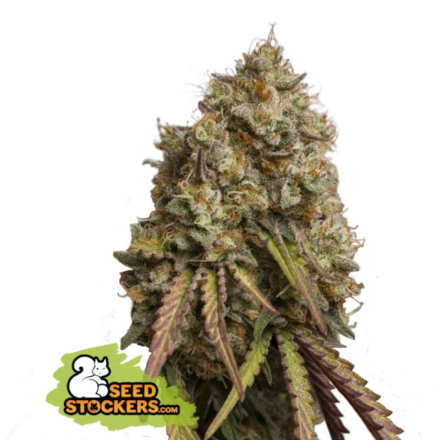 Seedstockers Gorilla Cookies