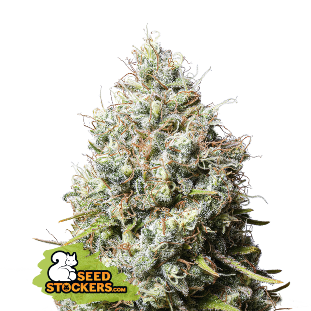 Seedstockers Jack Herer