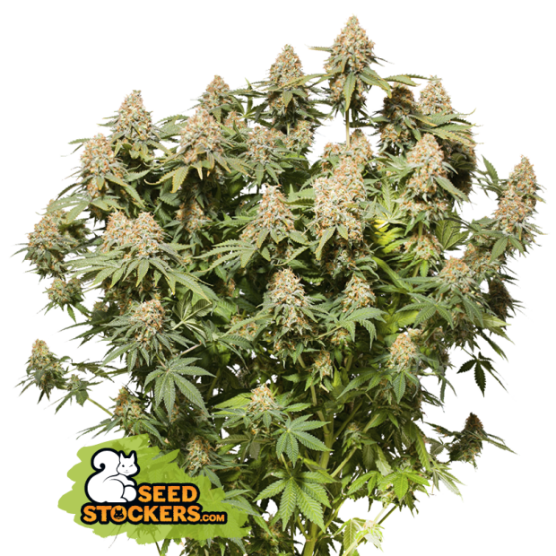 Seedstockers Moby Dick