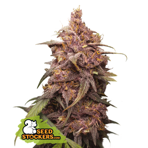 Seedstockers Purple Punch