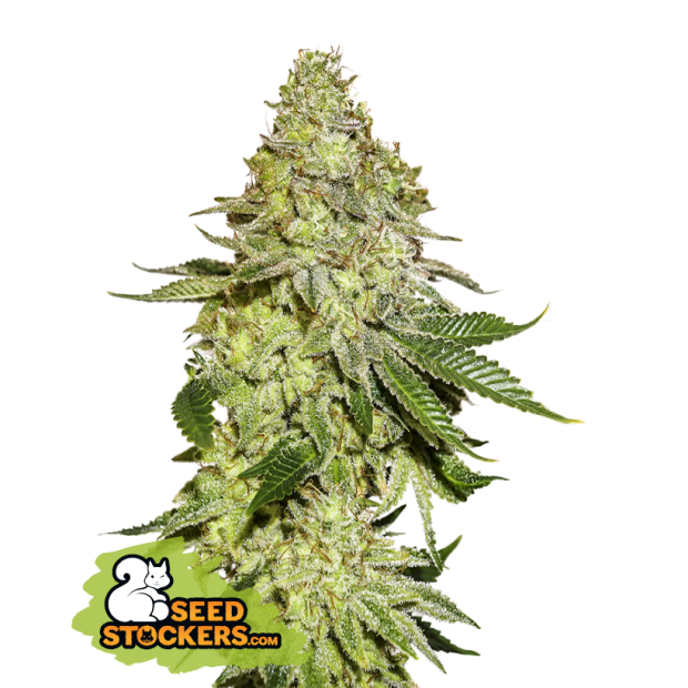 Seedstockers Sherbet