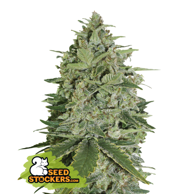 Seedstockers Super Skunk