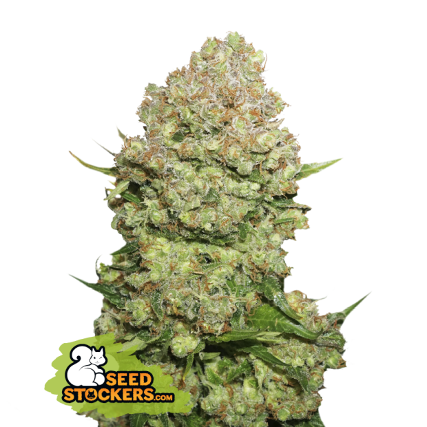 Seedstockers White Widow