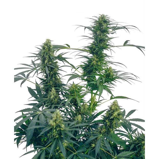 Sensi Seeds Guerrillas Gusto