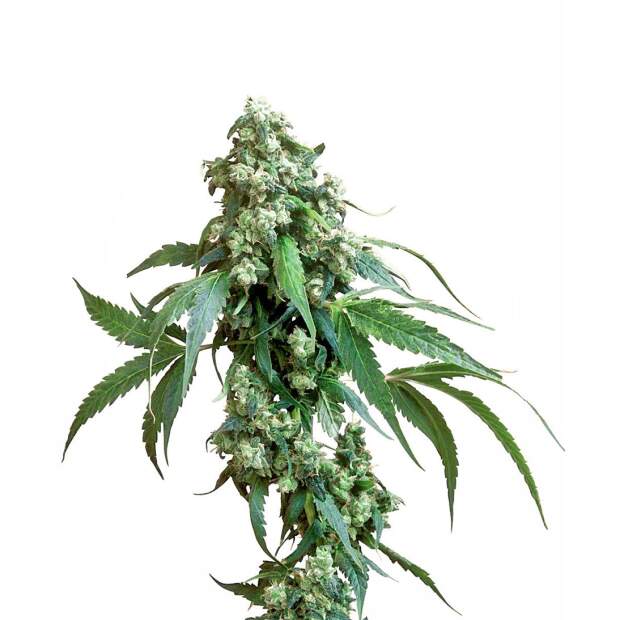 Sensi Seeds Jack Flash