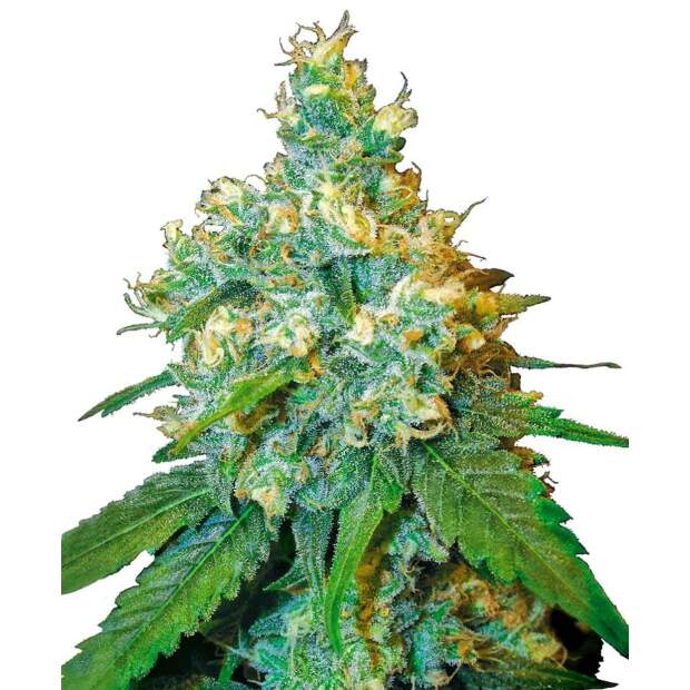 Sensi Seeds Jack Herer