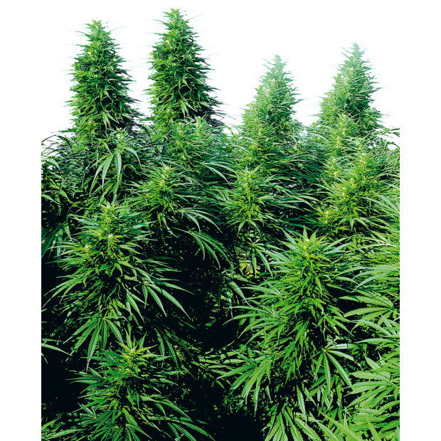 Sensi Seeds Ruderalis Skunk