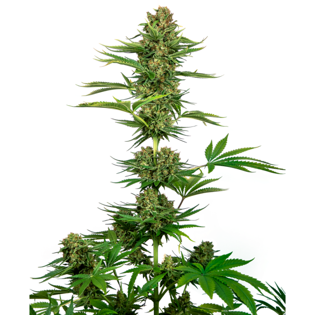 Sensi Seeds Satin Black Domina CBD