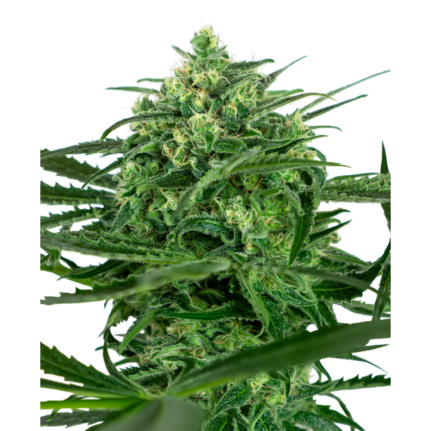 Sensi Seeds Sensi Amnesia