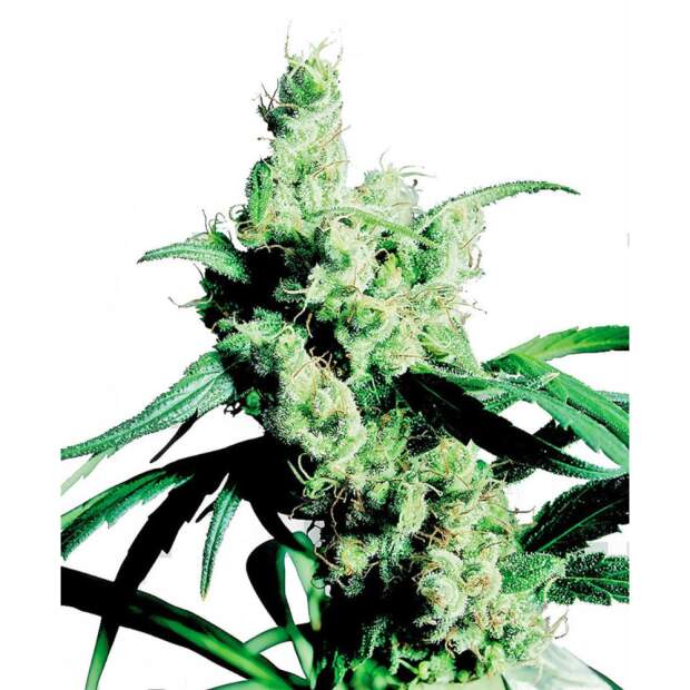 Sensi Seeds Silver Haze