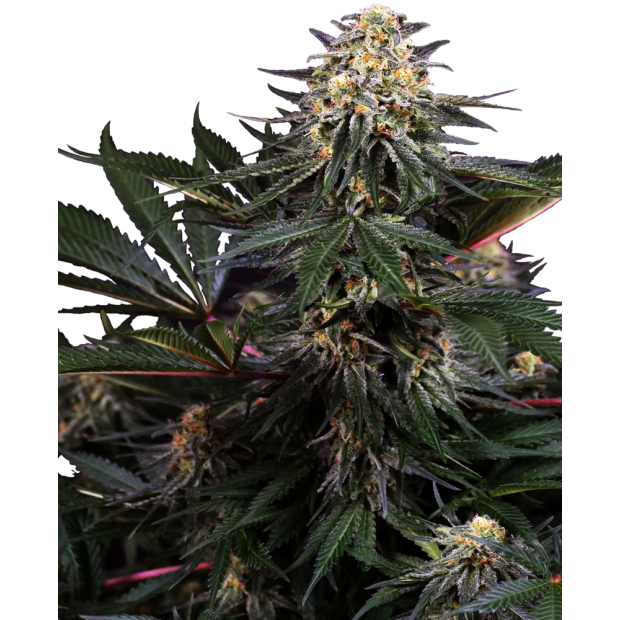 Sensi Seeds Research Lockdown Kush