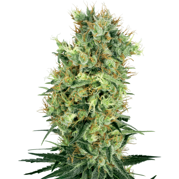 White Label California Orange Bud