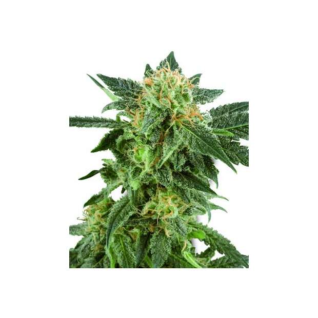 Sensi White Label Snow Ryder Auto