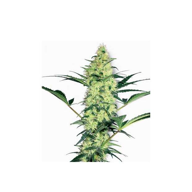 Sensi White Label White Diesel