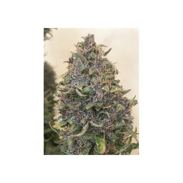 Super Sativa Seed Club Auto Creeper