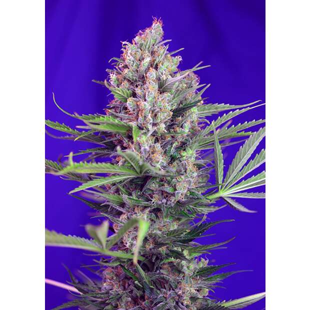 Sweet Seeds Cream Mandarine F1 Fast Version