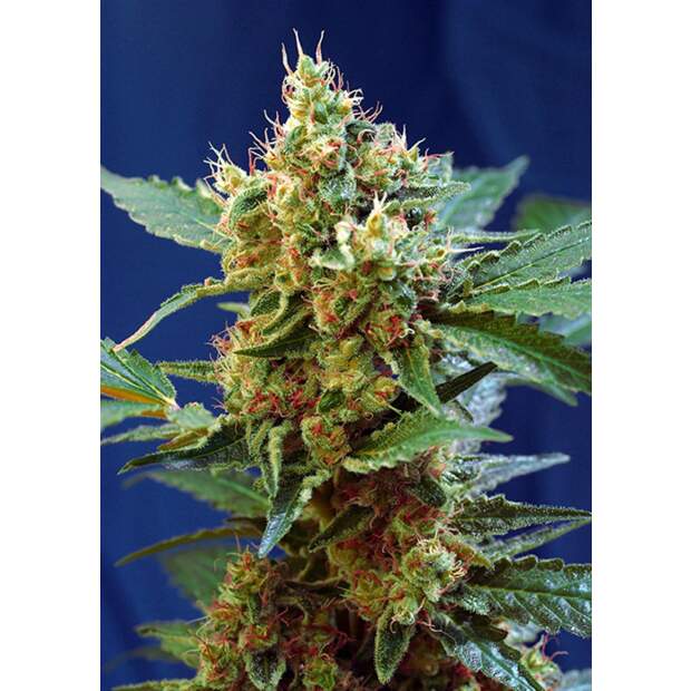 Sweet Seeds Cream Mandarine XL Auto