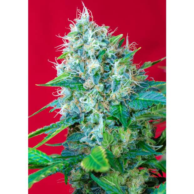 Sweet Seeds Green Poison