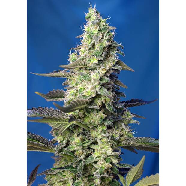 Sweet Seeds Green Poison XL Auto