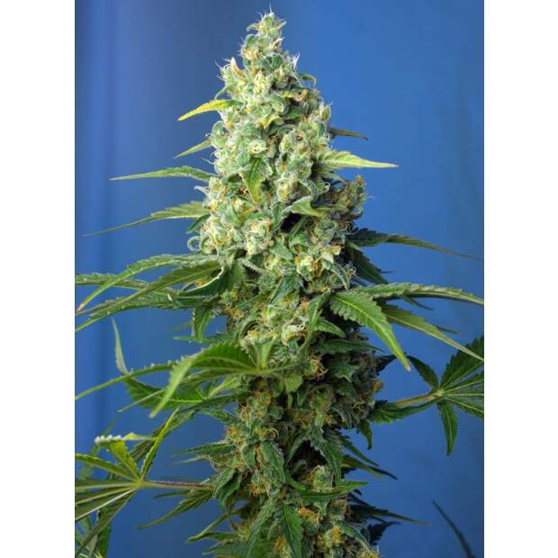 Sweet Seeds Honey Peach Auto CBD