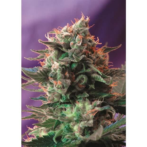 Sweet Seeds Jack 47