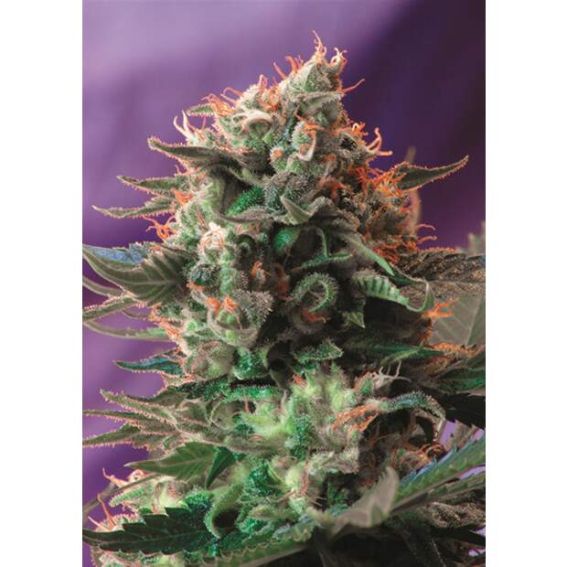 Sweet Seeds Jack 47 F1 Fast Version