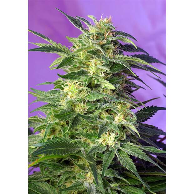 Sweet Seeds Killer Kush Auto