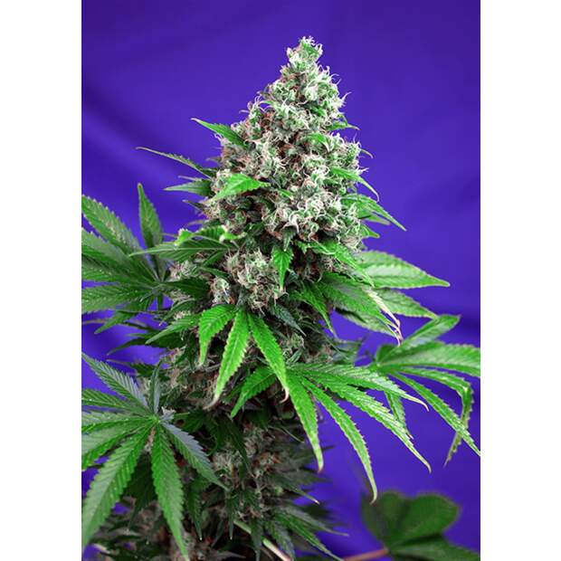 Sweet Seeds Killer Kush F1 Fast Version