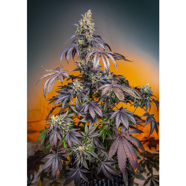 Sweet Seeds Red Gorilla Girl XL Auto