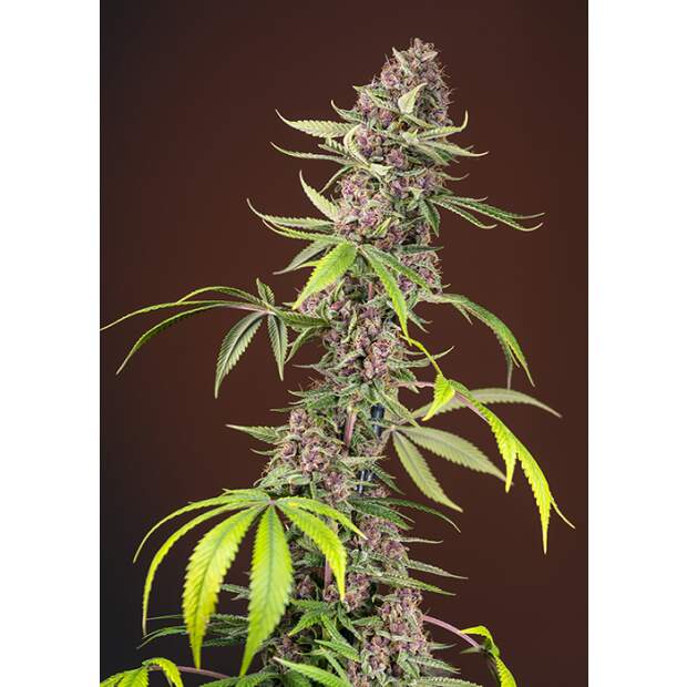 Sweet Seeds Red Mandarine F1 Fast Version