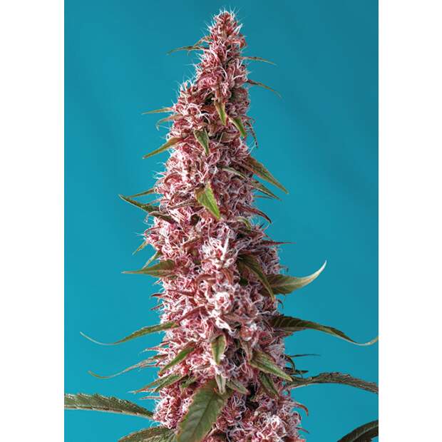 Sweet Seeds Red Pure Auto CBD