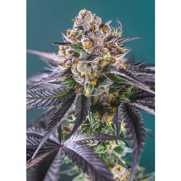 Sweet Seeds Red Strawberry Banana Auto