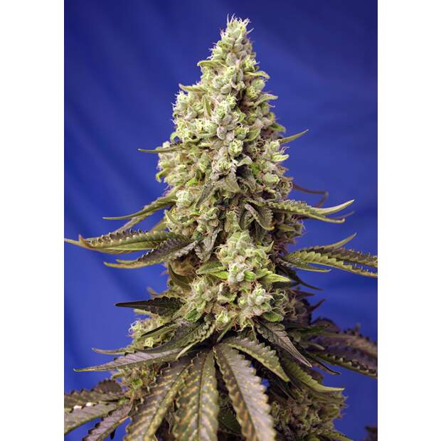 Sweet Seeds Runtz XL Auto