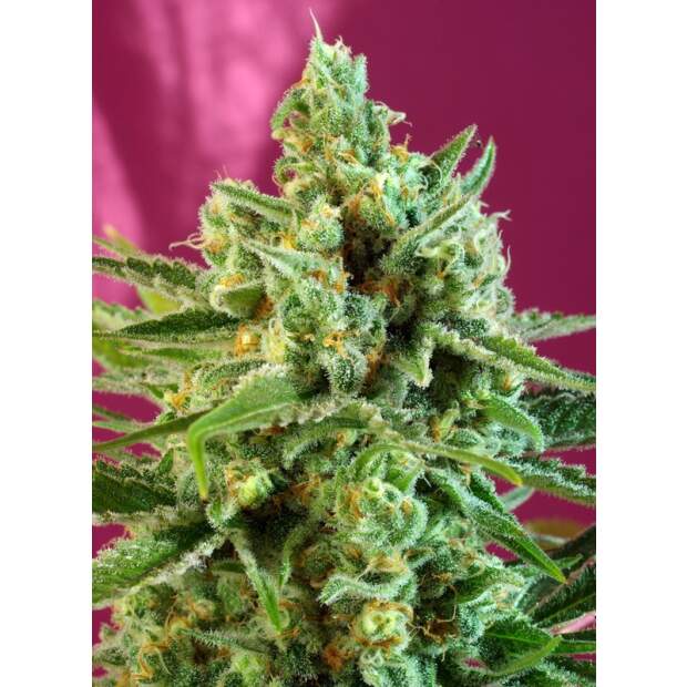 Sweet Seeds S.A.D. Sweet Afgani Delicious CBD